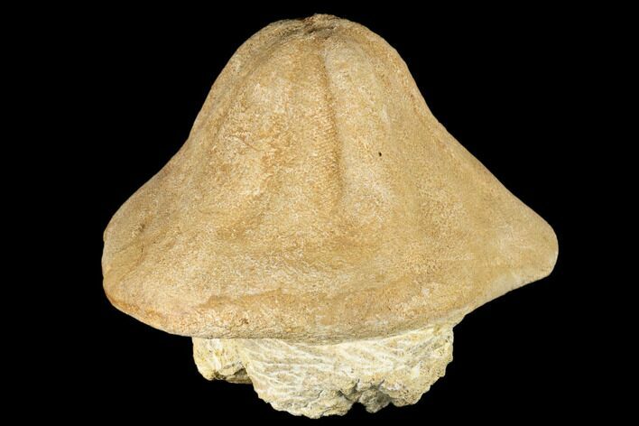Miocene Fossil Echinoid (Clypeaster) - Taza, Morocco #174369
